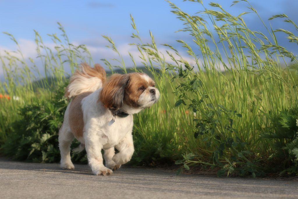 犬・猫の脱走を防止したい時に最適！【かんたん在宅ロック】